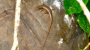 Seychellen Fauna Skink Lezar Mangouya Trachylepis seychellensis