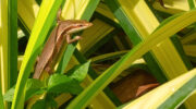 Seychellen Fauna Skink Lezar Mangouya Trachylepis seychellensis