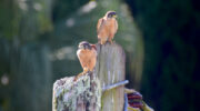 Seychellen Fauna Vögel Birds Falke Kestrel Katiti Falco araeus