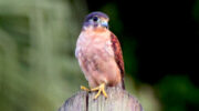 Seychellen Fauna Vögel Birds Falke Kestrel Katiti Falco araeus