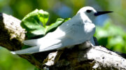 Seychellen Fauna Vögel Birds Feenseeschwalbe Fairy Tern Golan Blan Gygis alba