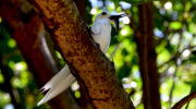 Seychellen Fauna Vögel Birds Feenseeschwalbe Fairy Tern Golan Blan Gygis alba