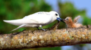 Seychellen Fauna Vögel Birds Feenseeschwalbe Fairy Tern Golan Blan Gygis alba