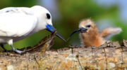 Seychellen Fauna Vögel Birds Feenseeschwalbe Fairy Tern Golan Blan Gygis alba
