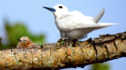 Seychellen Fauna Vögel Birds Feenseeschwalbe Fairy Tern Golan Blan Gygis alba