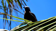 Seychellen Fauna Vögel Braunnoddi Brown Noddy Makwa Anous stolidus