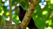 Seychellen Fauna Vögel Braunnoddi Brown Noddy Makwa Anous stolidus