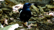 Seychellen Fauna Vögel Dajal Magpie Robin Pi Santez Copsychus sechellarum