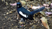 Seychellen Fauna Vögel Dajal Magpie Robin Pi Santez Copsychus sechellarum