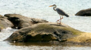 Seychellen Fauna Vögel Graureiher Grey Heron Floranten Ardea cinerea