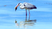 Seychellen Fauna Vögel Graureiher Grey Heron Floranten Ardea cinerea