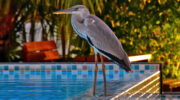 Seychellen Fauna Vögel Graureiher Grey Heron Floranten Ardea cinerea