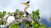 Seychellen Fauna Vögel Graureiher Grey Heron Floranten Ardea cinerea