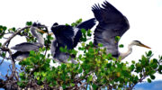 Seychellen Fauna Vögel Graureiher Grey Heron Floranten Ardea cinerea