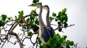Seychellen Fauna Vögel Graureiher Grey Heron Floranten Ardea cinerea