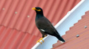 Seychellen Fauna Vögel Hirtenmaina Indian Myna Acridotheres tristis