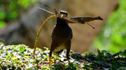 Seychellen Fauna Vögel Hirtenmaina Indian Myna Acridotheres tristis
