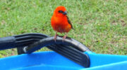 Seychellen Fauna Vögel Madagaskarweber Kardinalvogel Red Fody Kardinal Foudia madagascariensis