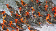 Seychellen Fauna Vögel Madagaskarweber Kardinalvogel Red Fody Kardinal Foudia madagascariensis