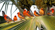 Seychellen Fauna Vögel Madagaskarweber Kardinalvogel Red Fody Kardinal Foudia madagascariensis