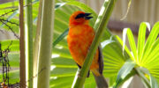 Seychellen Fauna Vögel Madagaskarweber Kardinalvogel Red Fody Kardinal Foudia madagascariensis