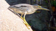Seychellen Fauna Vögel Mangrovenreiher Green-Backed Heron Manik Butorides striata
