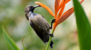Seychellen Fauna Vögel Nektarvogel Sunbird Kolibri Cinnyris dussumieri