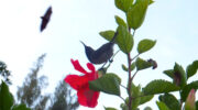 Seychellen Fauna Vögel Nektarvogel Sunbird Kolibri Cinnyris dussumieri