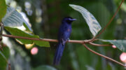 Seychellen Fauna Vögel Paradies-Fliegenschnäpper Paradise Flycatcher Vev Veuve Terpsiphone corvina