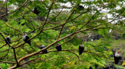 Seychellen Fauna Vögel Paradies Fruchttaube Blue Pigeon Pizon Olande Alectroenas pulcherrimus