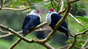 Seychellen Fauna Vögel Paradies Fruchttaube Blue Pigeon Pizon Olande Alectroenas pulcherrimus
