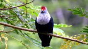 Seychellen Fauna Vögel Paradies Fruchttaube Blue Pigeon Pizon Olande Alectroenas pulcherrimus