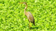 Seychellen Fauna Vögel Purpurreiher Purple Heron Ardea purpurea
