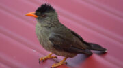 Seychellen Fauna Vögel Rotschnabelbülbül Bulbul Hypsipetes crassirostris