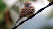 Seychellen Fauna Vögel Sperbertaube Zebra Dove Tourtrel Koko Geopelia striata