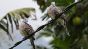 Seychellen Fauna Vögel Sperbertaube Zebra Dove Tourtrel Koko Geopelia striata
