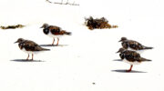 Seychellen Fauna Vögel Steinwälzer Ruddy Turnstone Bezroz Arenaria interpres