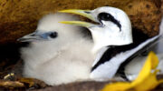 Seychellen Fauna Vögel Weißschwanz-Tropikvogel White-tailed Tropicbird Payanke Phaethon lepturus