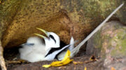 Seychellen Fauna Vögel Weißschwanz-Tropikvogel White-tailed Tropicbird Payanke Phaethon lepturus
