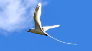 Seychellen Fauna Vögel Weißschwanz-Tropikvogel White-tailed Tropicbird Payanke Phaethon lepturus