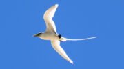 Seychellen Fauna Vögel Weißschwanz-Tropikvogel White-tailed Tropicbird Payanke Phaethon lepturus
