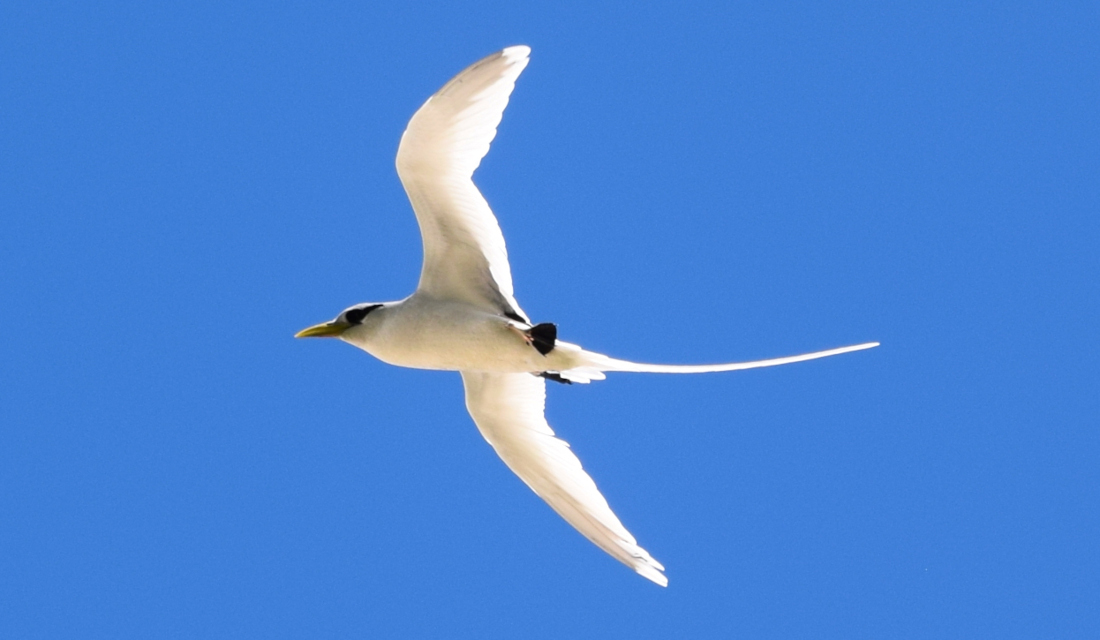 Seychellen_Fauna_Voegel_Weissschwanz-Tropikvogel_White-tailed_Tropicbird_Payanke_Phaethon lepturus_4slider Weissschwanz-Tropikvogel