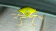 Seychellen Fauna Wanze Bug