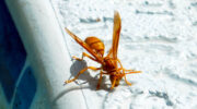 Seychellen Fauna Wespe Wasp