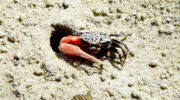 Seychellen Fauna Winkerkrabbe Fiddler Crab Krab Semafot Austruca annulipes