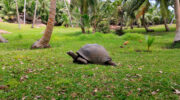 Bootsausflug, Schnorchelausflug, Sister Island, Grand Soeur, Seychellen, Riesenschildkröte