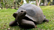 Bootsausflug, Schnorchelausflug, Sister Island, Grand Soeur, Seychellen, Riesenschildkröte