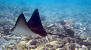 Bootsausflug, Schnorchelausflug, Coco, Sister und Félicité Island, Seychellen, Adlerrochen