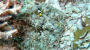 Bootsausflug, Schnorchelausflug, Coco, Sister und Félicité Island, Seychellen, Anemonenfisch