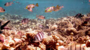 Bootsausflug, Schnorchelausflug, Coco, Sister und Félicité Island, Seychellen, Aquarium